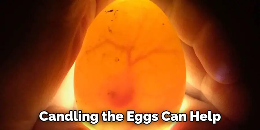 Candling the Eggs Can Help