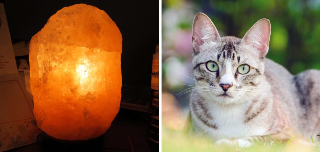 How to Keep Cat Away From Salt Lamp