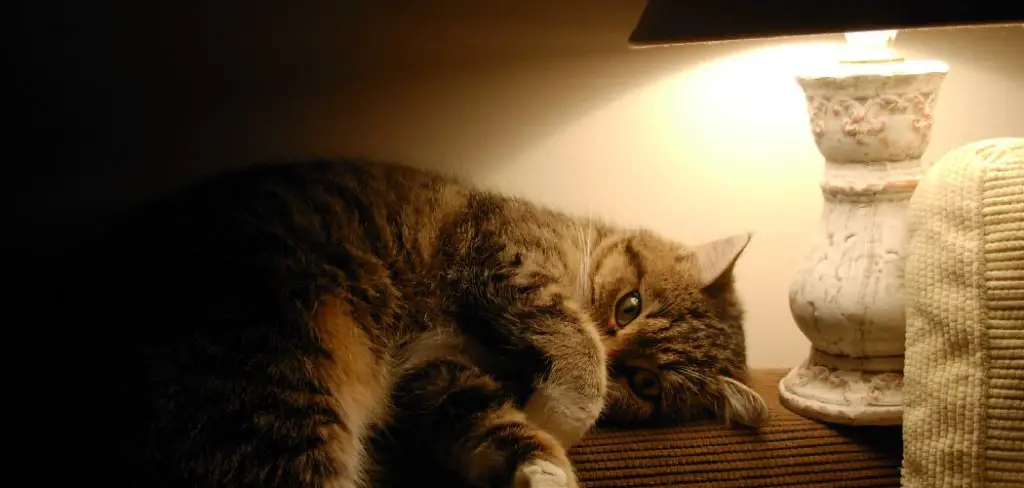 How to Use a Heat Lamp for Cats