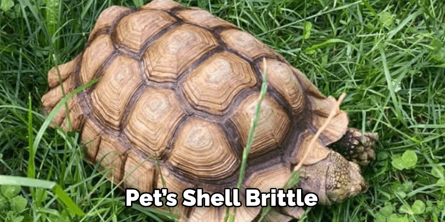 Pet’s Shell Brittle