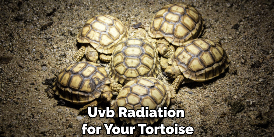 Uvb Radiation for Your Tortoise