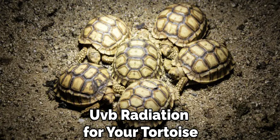 Uvb Radiation for Your Tortoise