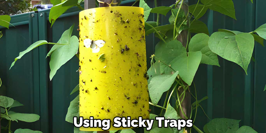 Using Sticky Traps