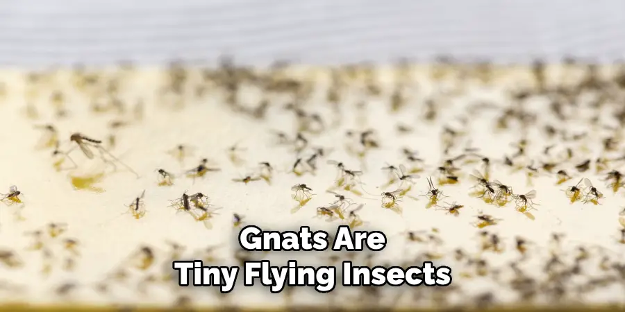 Gnats Are
Tiny Flying Insects