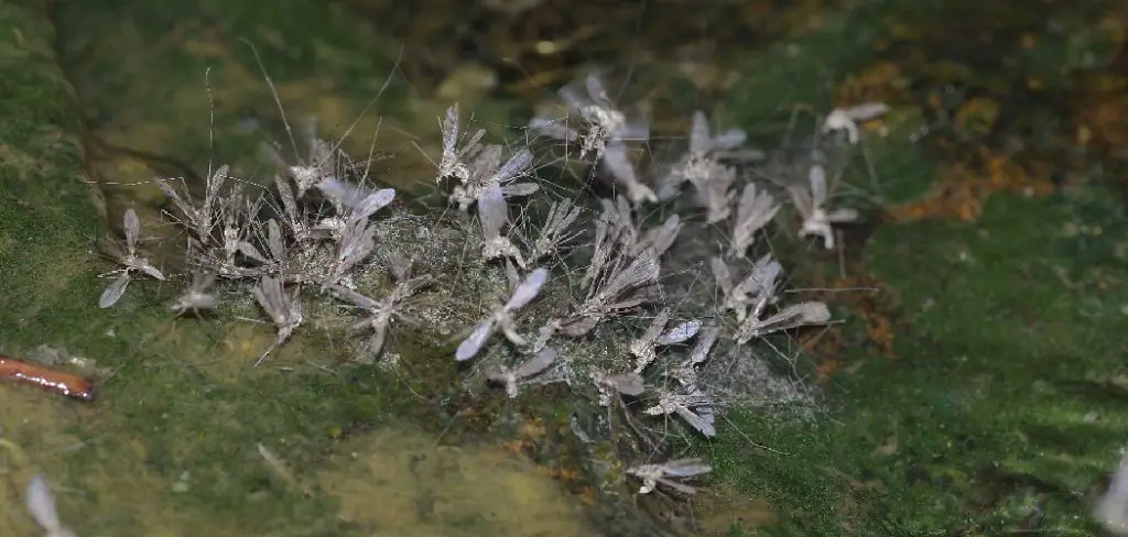 How to Get Rid of Gnats Attracted to Light