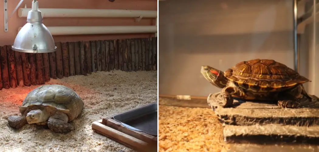 How to Keep a Tortoise Warm Without a Heat Lamp