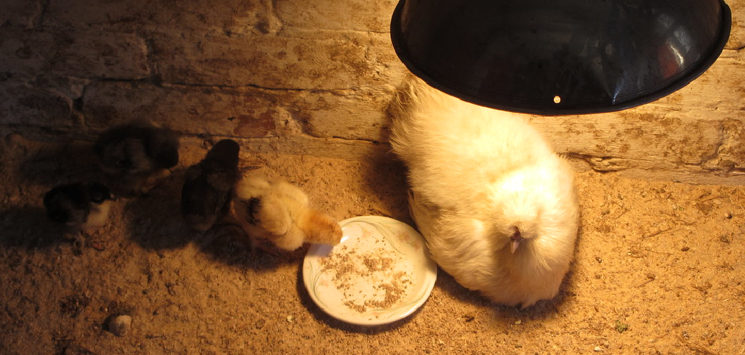 How to Position Heat Lamp for Chicks
