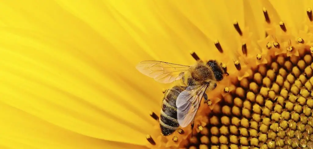 How to Get Rid of Bees Attracted to Light