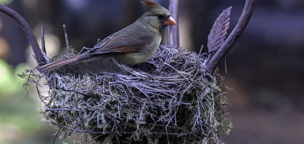 How to Keep Birds from Nesting on Porch Light