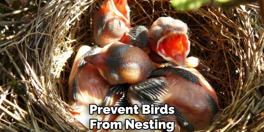 prevent birds from nesting