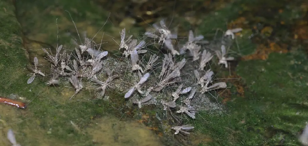 How to Get Rid of Gnats Attracted to Light